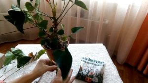 АНТУРИУМ ОМОЛОЖЕНИЕ старого куста  (размножение верхушечным черенком)/ Мои эксперименты!