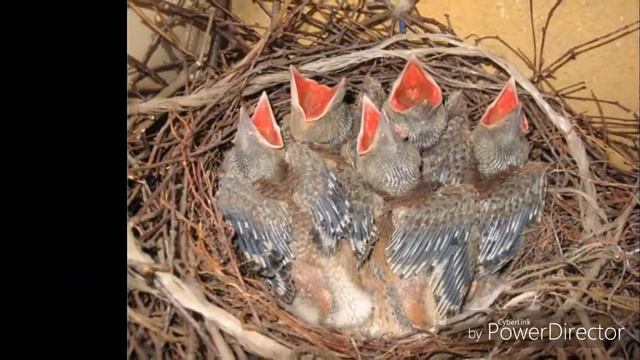5 мифов о животных смотреть онлайн
