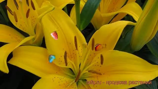 Лилия азиатская горшечная (lilium asiatic tiny bee) ? лилия обзор: как сажать луковицы лилии смотреть онлайн