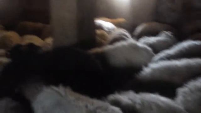 parazitel ilçalma смотреть онлайн