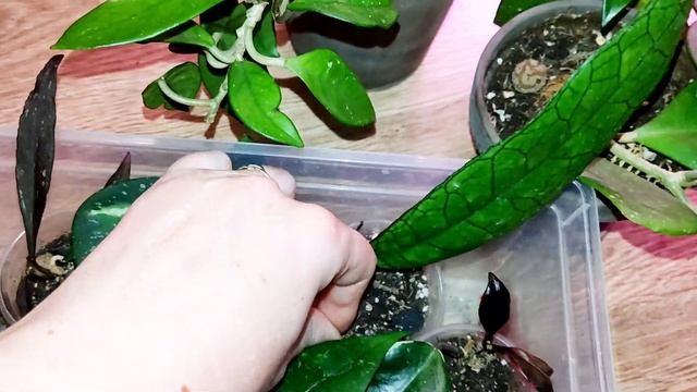 хойи в моей коллекции. что с ними стало за три месяца☺ смотреть онлайн