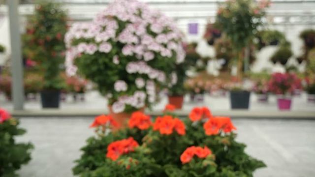 Pelargonium Grandiflorum Elegance Rosanna - Garden Plant with Flowers in spectacular Colours смотреть онлайн