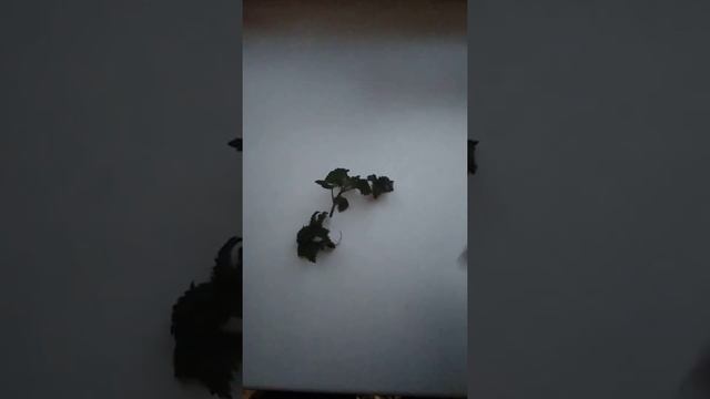 что делать если выпадают волосы,? есть решение смотреть онлайн