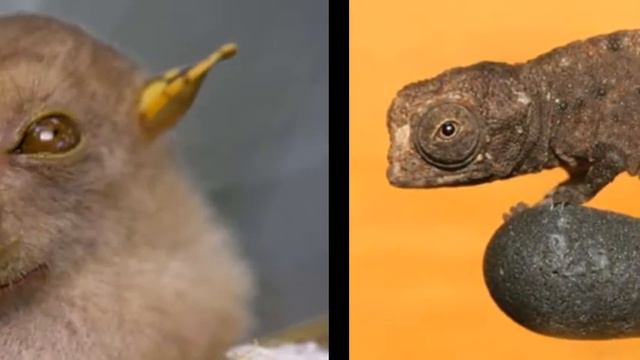 Top 10 Amazing Animals in the World смотреть онлайн