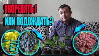 КОГДА НУЖНО НАЧИНАТЬ УКОРЕНЕНИЕ ЧЕРЕНКОВ ВИНОГРАДА? СЕВЕРНЫЙ ВИНОГРАДНИК 22-5 смотреть онлайн