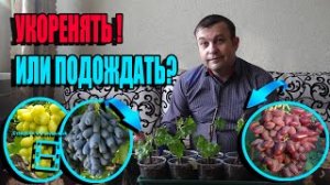 КОГДА НУЖНО НАЧИНАТЬ УКОРЕНЕНИЕ ЧЕРЕНКОВ ВИНОГРАДА? СЕВЕРНЫЙ ВИНОГРАДНИК 22-5