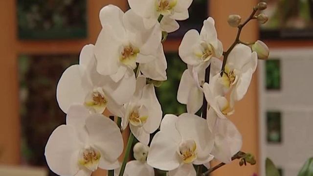 Выставка «Орхидеи Верхневолжья» открылась в Ярославле смотреть онлайн