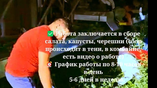 Работа заключается в сборе салата, капусты, черешни Нидерланды @Ju👌💖✨ смотреть онлайн