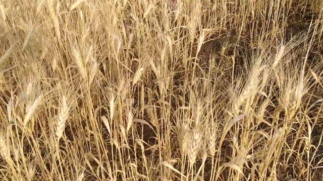 целое поле пшеницы смотреть онлайн