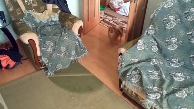 Шпиц смотреть онлайн