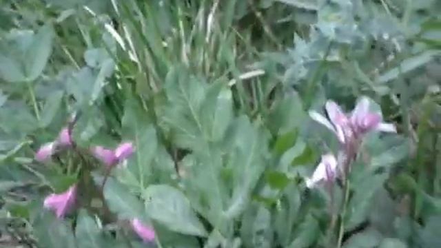 Купина неопалимая Ялта смотреть онлайн