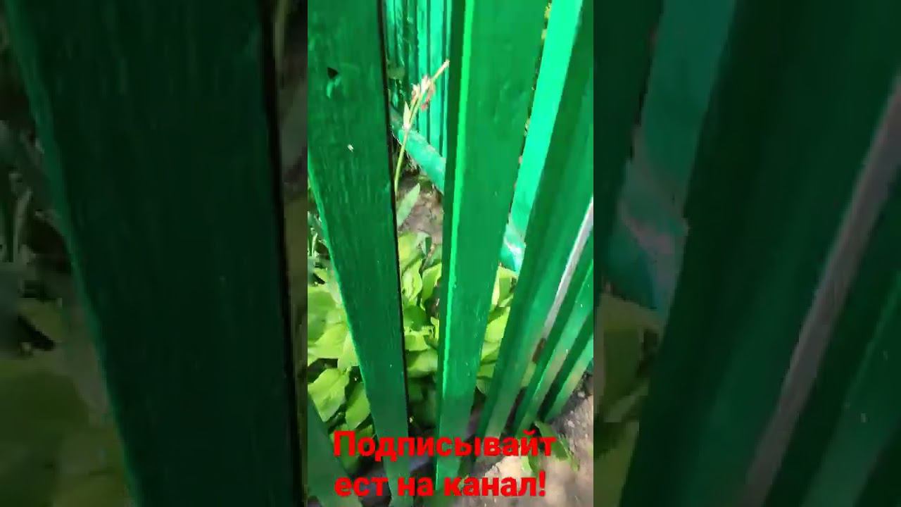 брат котëнка! смотреть онлайн