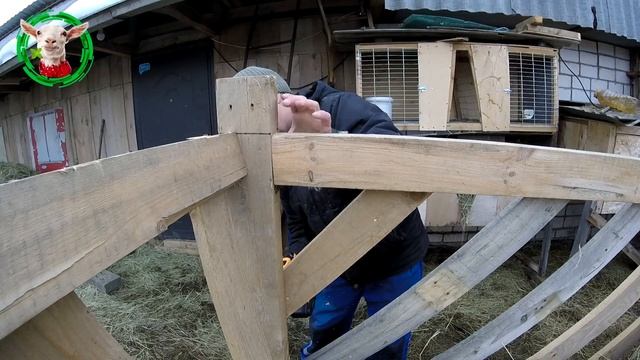 ЭКОНОМНАЯ КОРМУШКА ДЛЯ КОЗ смотреть онлайн