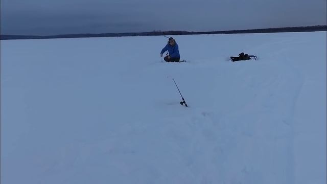 за Судаком в Новый 2022 год;тест вибов ВАТ;тюлька лучшая наживка для глухозимья#рыбалка #судак #кам смотреть онлайн