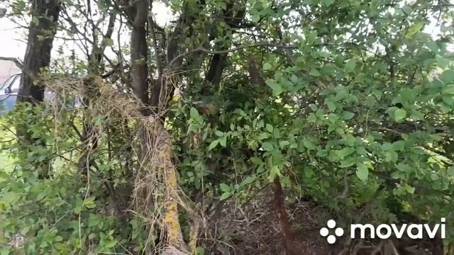 УСТАНАВЛИВАЕМ ЛОВУШКИ ДЛЯ ПЧЁЛ. Комплектация и выбор места. 1.05.2023 смотреть онлайн