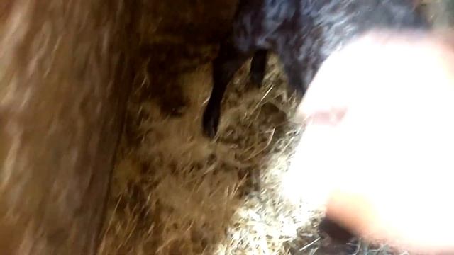 #коровы #телята  Коров выпустили на прогулку.