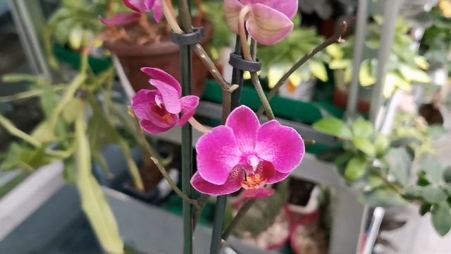 Мультифлоры, дендробиум и другие орхидеи в уценке Бауцентра г. Омск. смотреть онлайн