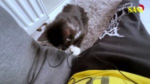 Последние дни спасенного котенка с нашими домашними животными / SANI vlog