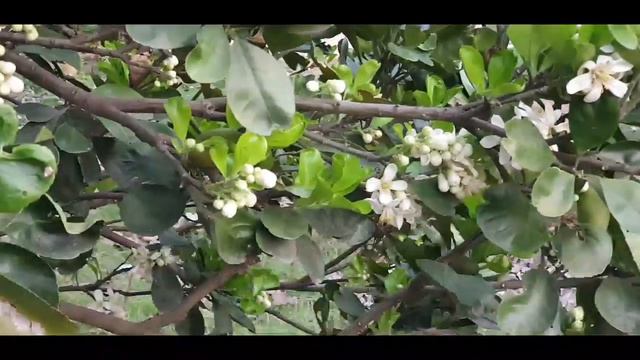pomelo blossom смотреть онлайн