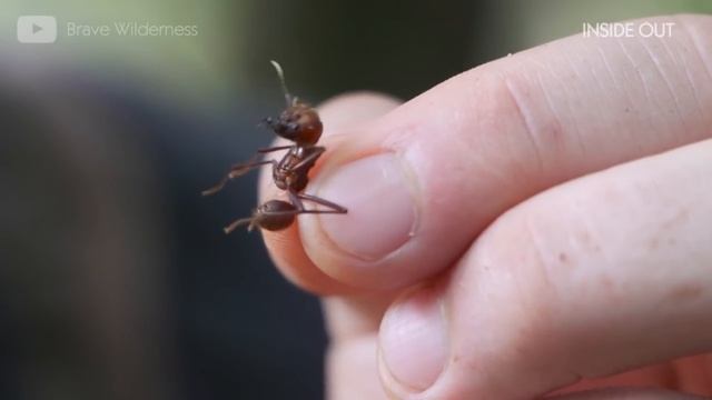 УКУС МУРАВЬЯ ЛИСТОРЕЗА Муравей листорез и муравьиная ферма Leafcutter Fire Ants Муравьи-листорезы