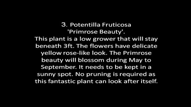 ATTANTION: BORDER PLANT right here! Border Plant Tips & Guide! смотреть онлайн