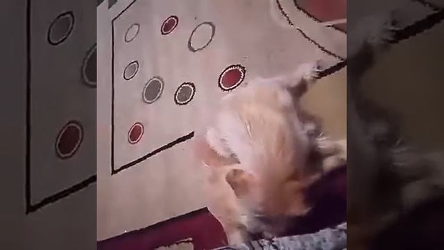 Танцы под любимую песню... смотреть онлайн
