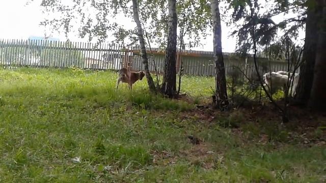 Девичье вымя и девичье молоко у козы смотреть онлайн