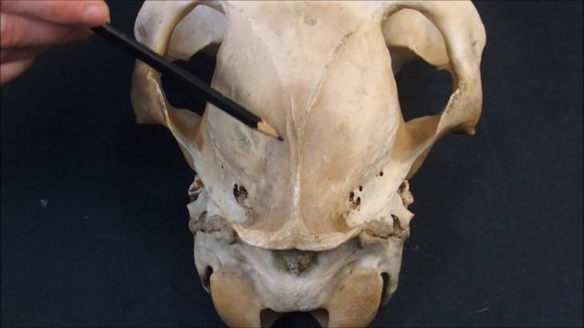 крыловидная и межтеменная кости
