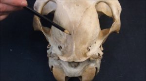 крыловидная и межтеменная кости