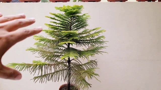 Christmas Tree हमेशां हरा भरा रहेगा कभी खराब नहीं होगा, Christmas tree care & fertilizer tips смотреть онлайн