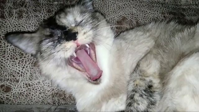 Тайская кошка зевает в замедлении смотреть онлайн