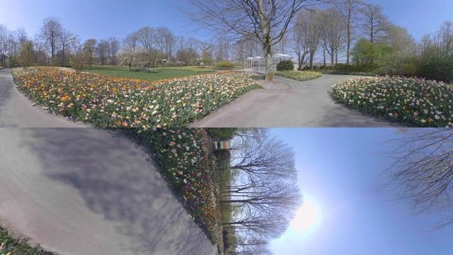 Сады Европы Keukenhof видео 360 градусов 4k VR