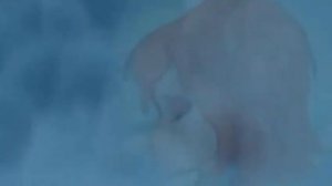 клип Блум и валтор на заказ дикая кошка флора