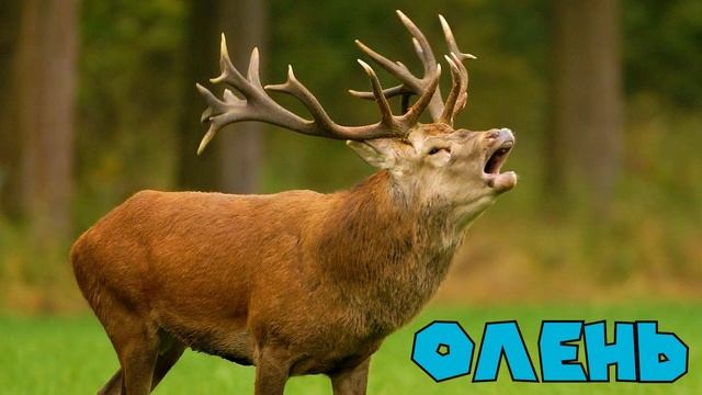 Угадай животное. Развивающее видео на логику для детей смотреть онлайн