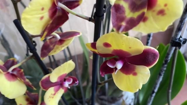 Больше чем завоз орхидей в Экофлору ... Дарвин, Горизонт, Мастерпис, Мэйджик Арт, Розовая радуга . смотреть онлайн
