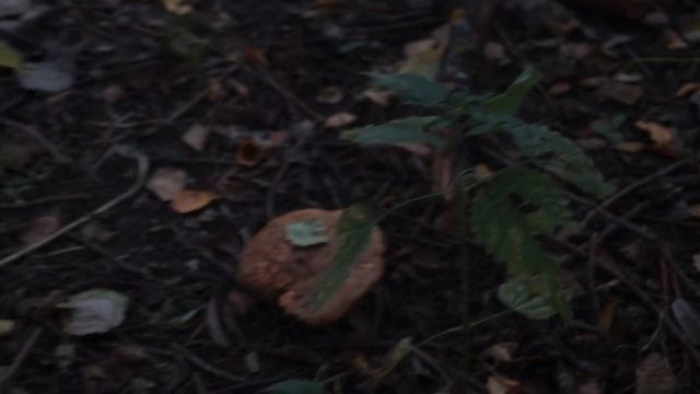 «Свинушки» грибы фото и описание. (сбор грибов для натюрморта) смотреть онлайн