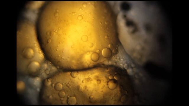ТАКУЮ ИКРУ ТЫ ЕЩЕ НЕ ВИДЕЛ - [ПОД МИКРОСКОПОМ] | FISH EGG UNDER MICROSCOPE смотреть онлайн