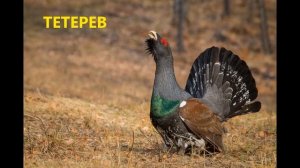 Дидактическая игра "Угадай птицу по голосу"