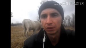 Стоит ли держать быков? Выгодно или не....деревенская жизнь.