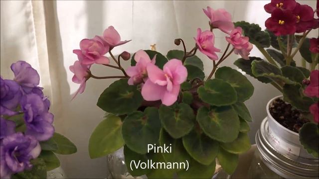 AFRICAN VIOLETS - Blooming in January 2021 - Part II - Miniatures смотреть онлайн