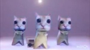 котики танцуют под kitty phonk