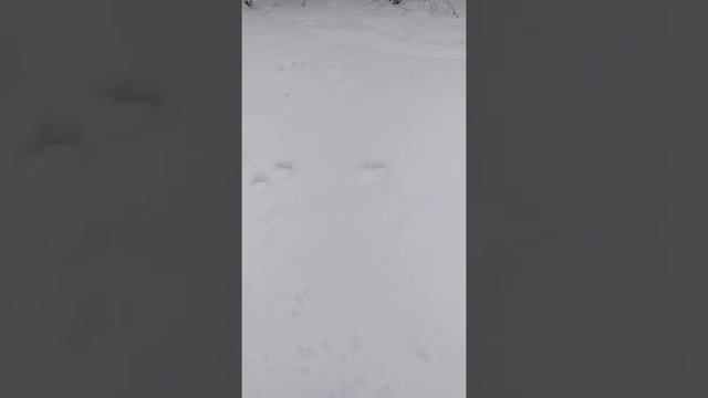 Следы рыси на снегу смотреть онлайн