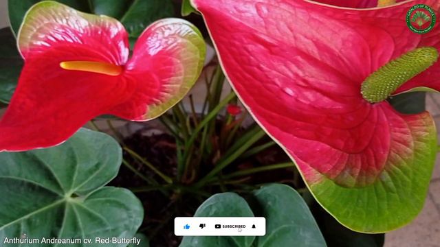 Anthurium Andreanum cv. Red-Butterfly | Flowering Plants | 🇵🇦 Panama | смотреть онлайн
