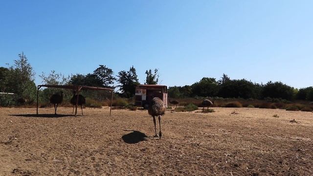 ???? Ферма страусов в Солванг Калифорния Смешные гигантские птицы Ostrichland, Solvang, California смотреть онлайн
