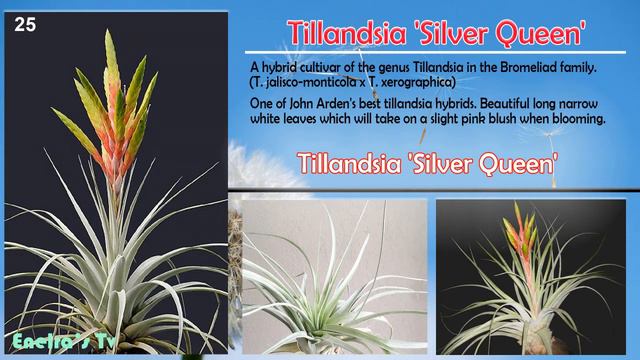 50 TOP AIR PLANT-TILLANDSIA SPECIES NAME IDENTIFICATION.