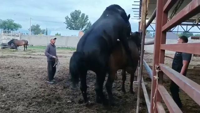 Случка жеребец по кличке КОМИССАР с кобылой по кличке 