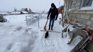 Ворон защищает дом / ворон Гоша
