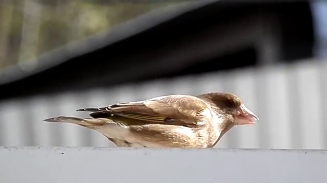Зеленушка - редкая птица в городе смотреть онлайн