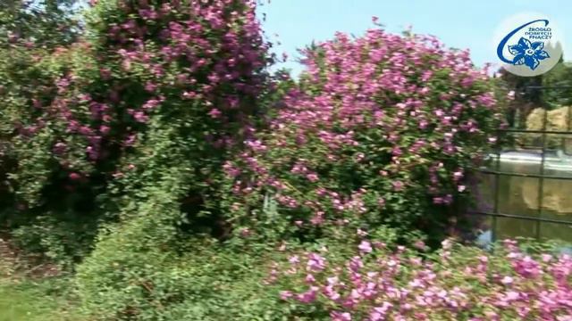 ΚΛΗΜΑΤΙΔΑ (Clematis)