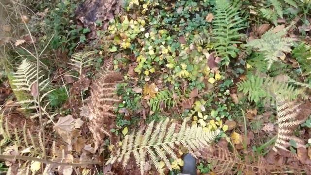 Сбор опят и маслят поздней осенью! Много грибов! смотреть онлайн